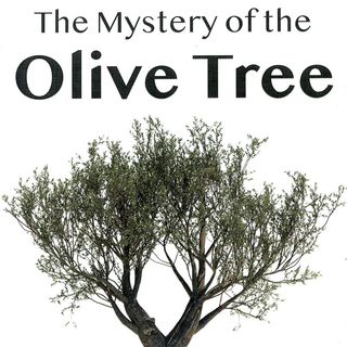Olive tree